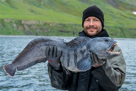 wolf fish|Atlantic wolffish .